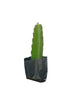 DECOREEN Dragon Fruit live Plant 3 Plant Red